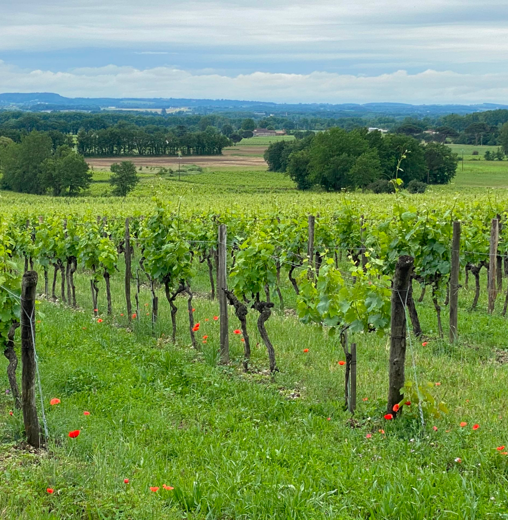 les vignes du chateau de saurs